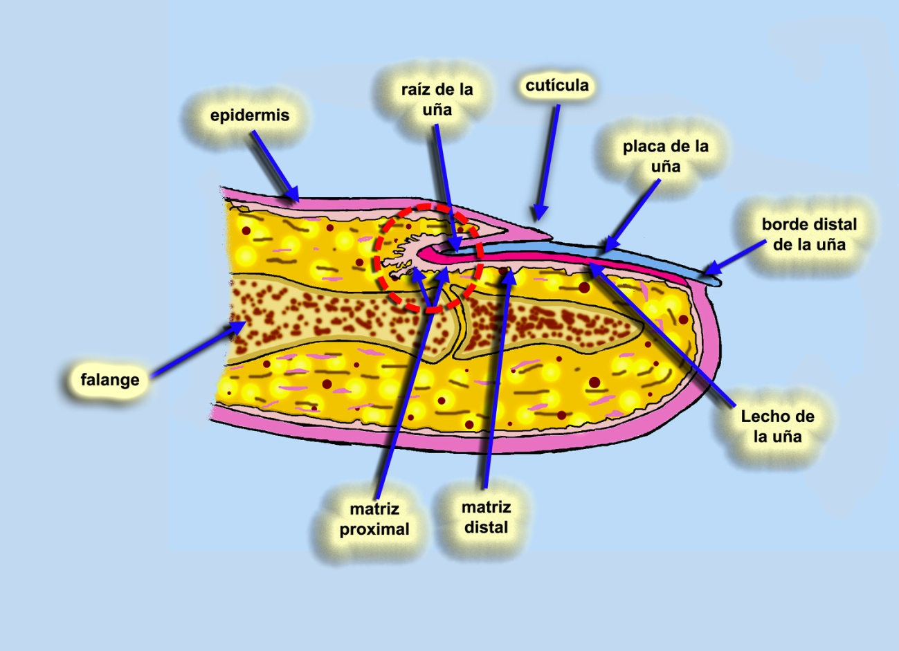 Figura2